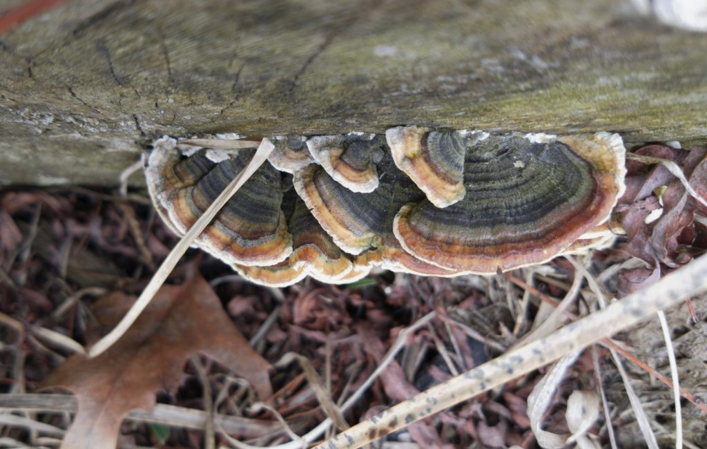 A shelf fungus on a dead log