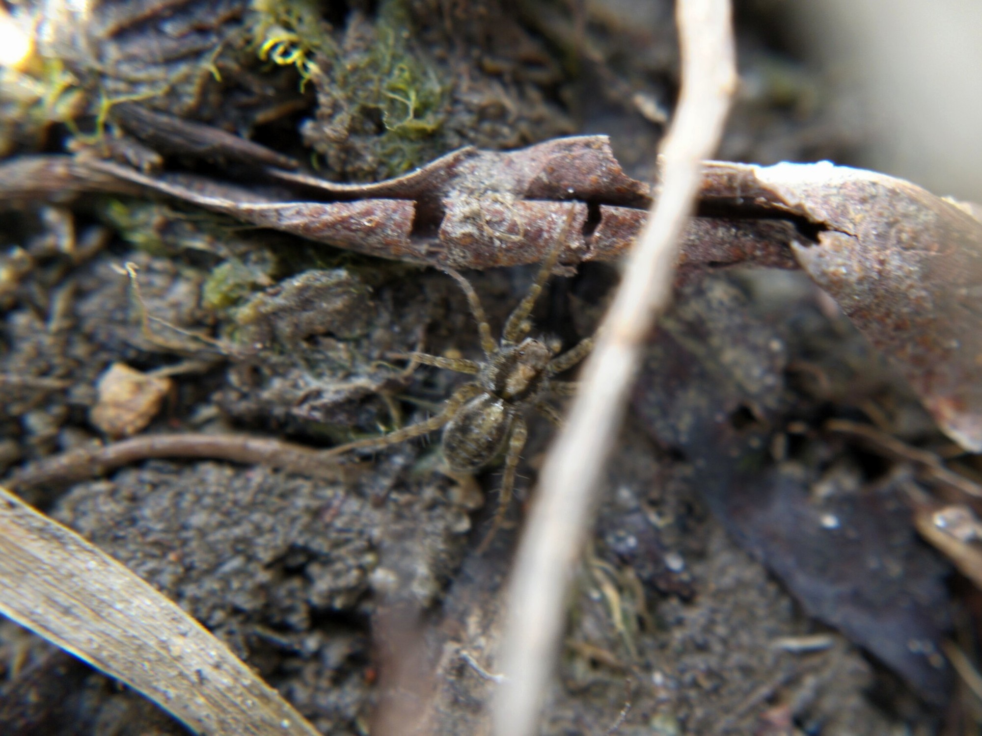 Blurry macro photo of wolf spiderling