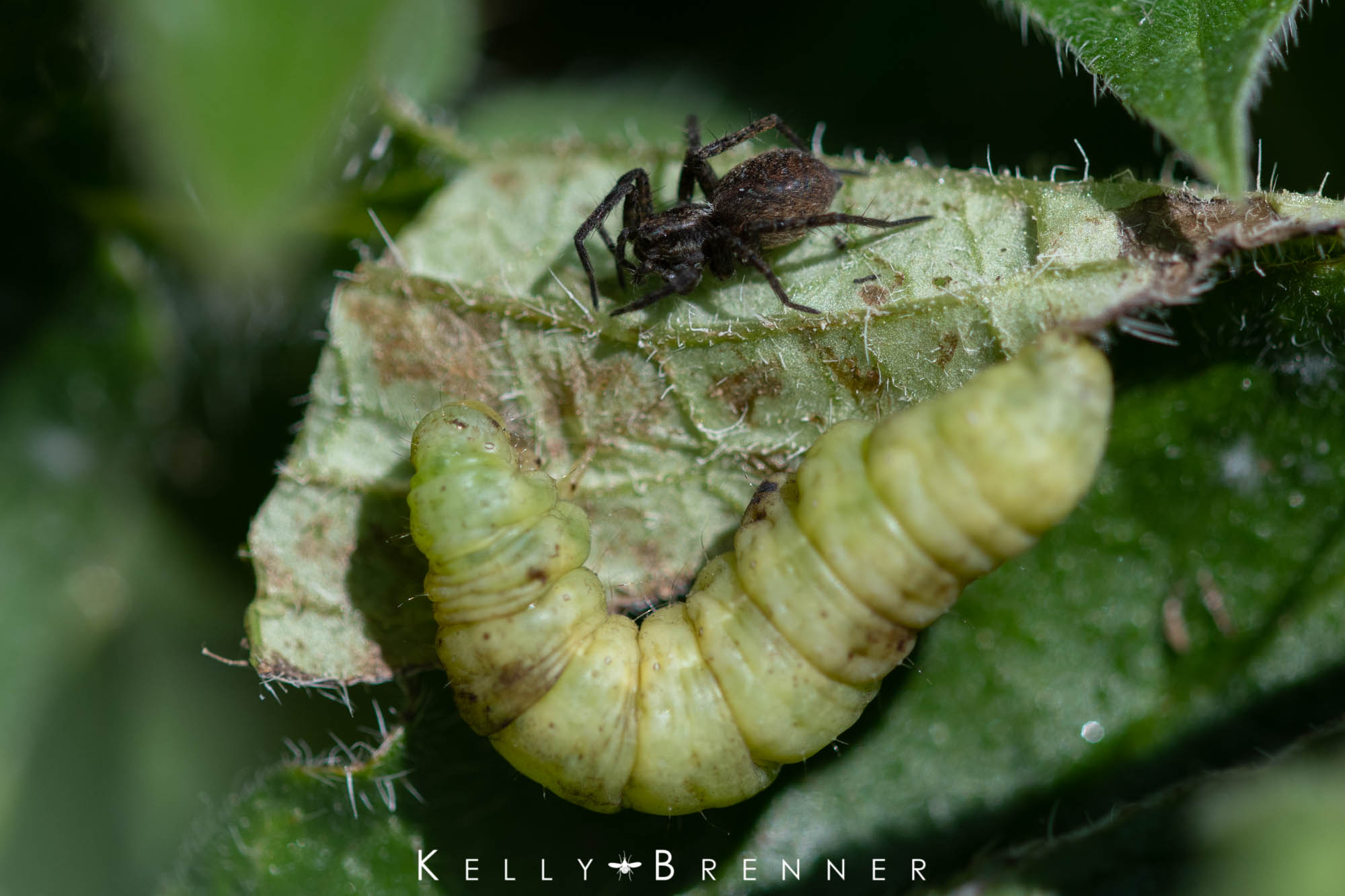 A small wolf spider looking at a caterpillar it's sharing a leaf with