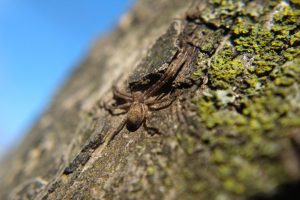 Running crab spider on tree branch