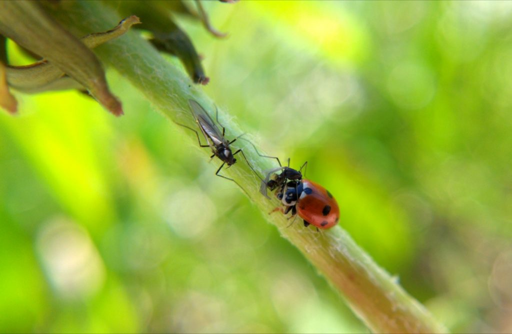 A midge and a ladybug eating a midge meet on a dandelion stem