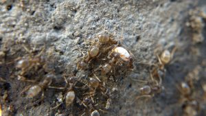 Brown ants with a small whitish object