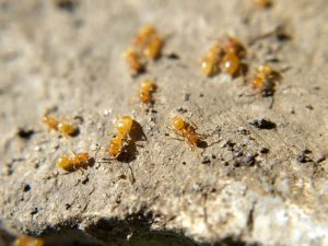 Bright golden ants