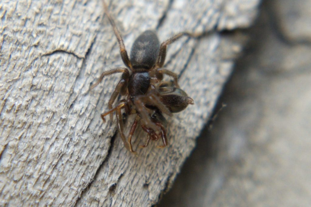 A parson spider eating some other spider