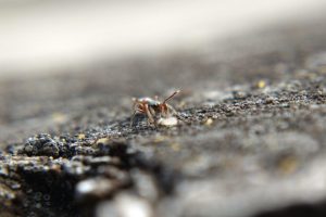 An ant-mimic jumper waving its front legs like antennae
