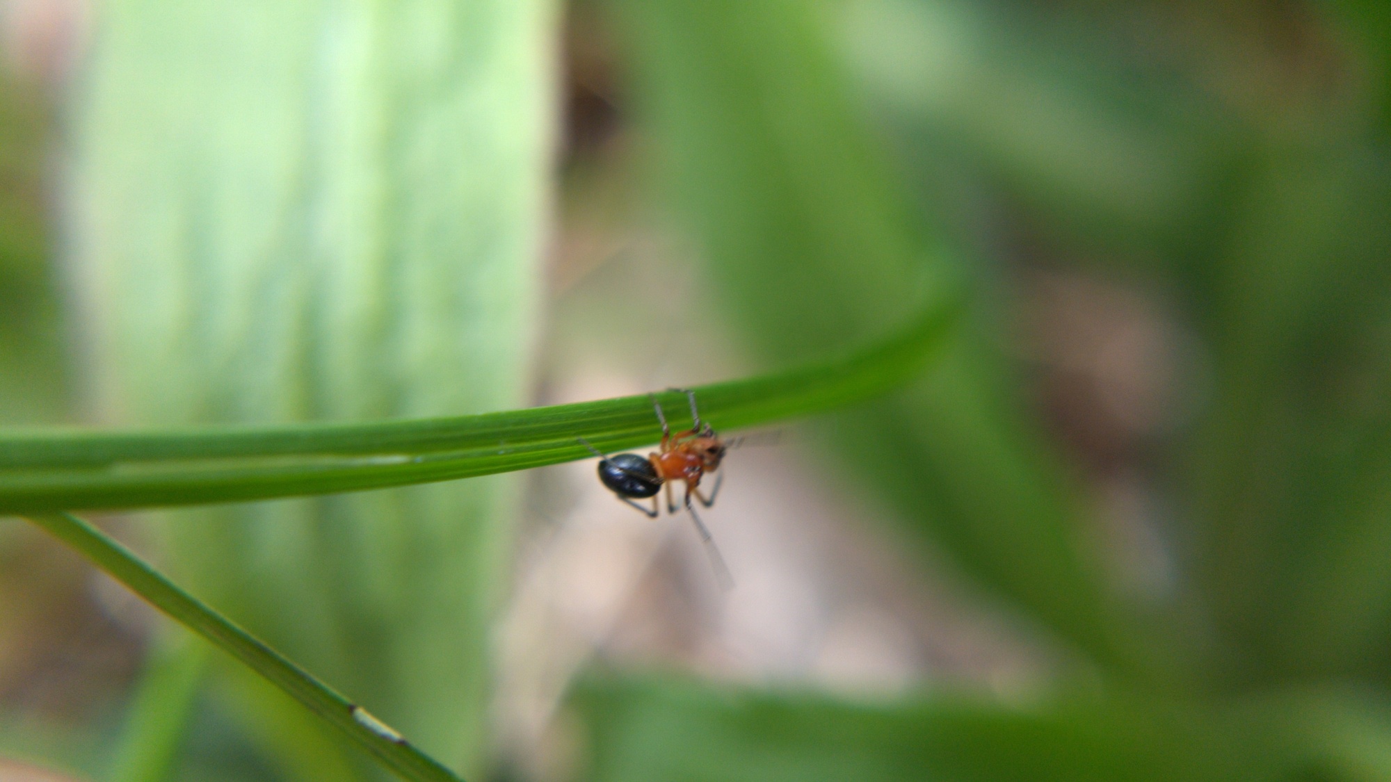 Blurry macro shot of H. florens on a blade of grass
