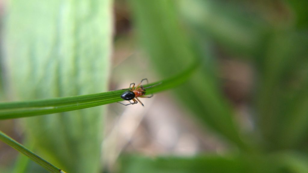 Blurry macro shot of H. florens on a blade of grass