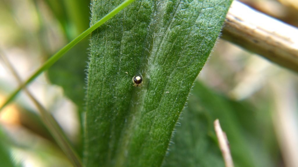 A tiny Theridula cobweb spider on a goldenrod leaf