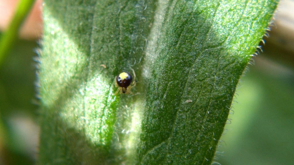 Close-up of Theridula