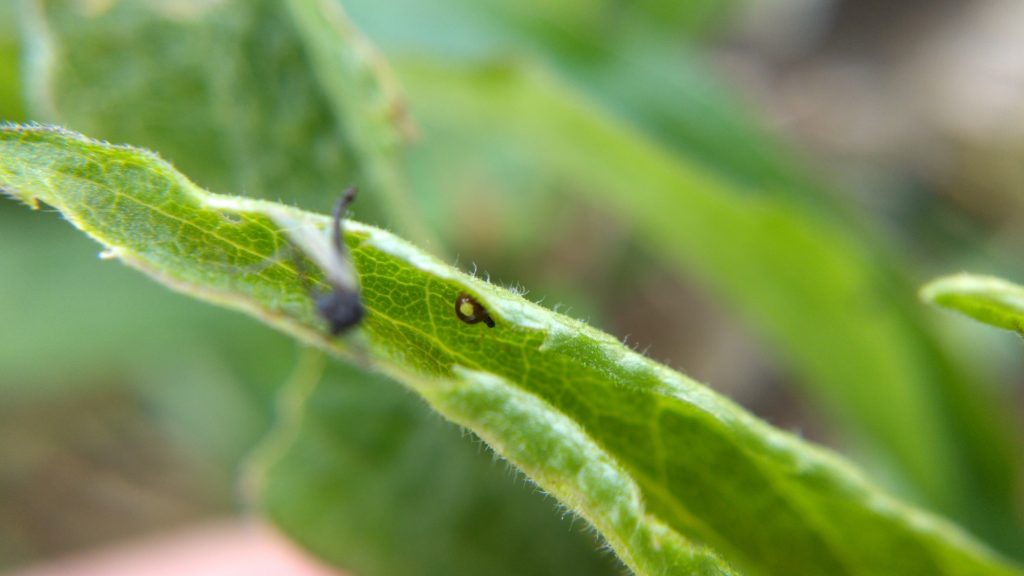 Theridula glimpsed in a curled-up goldenrod leaf