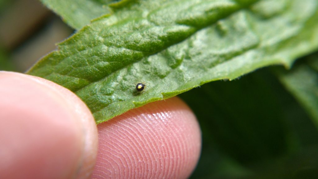 Theridula on a goldenrod leaf in my fingers