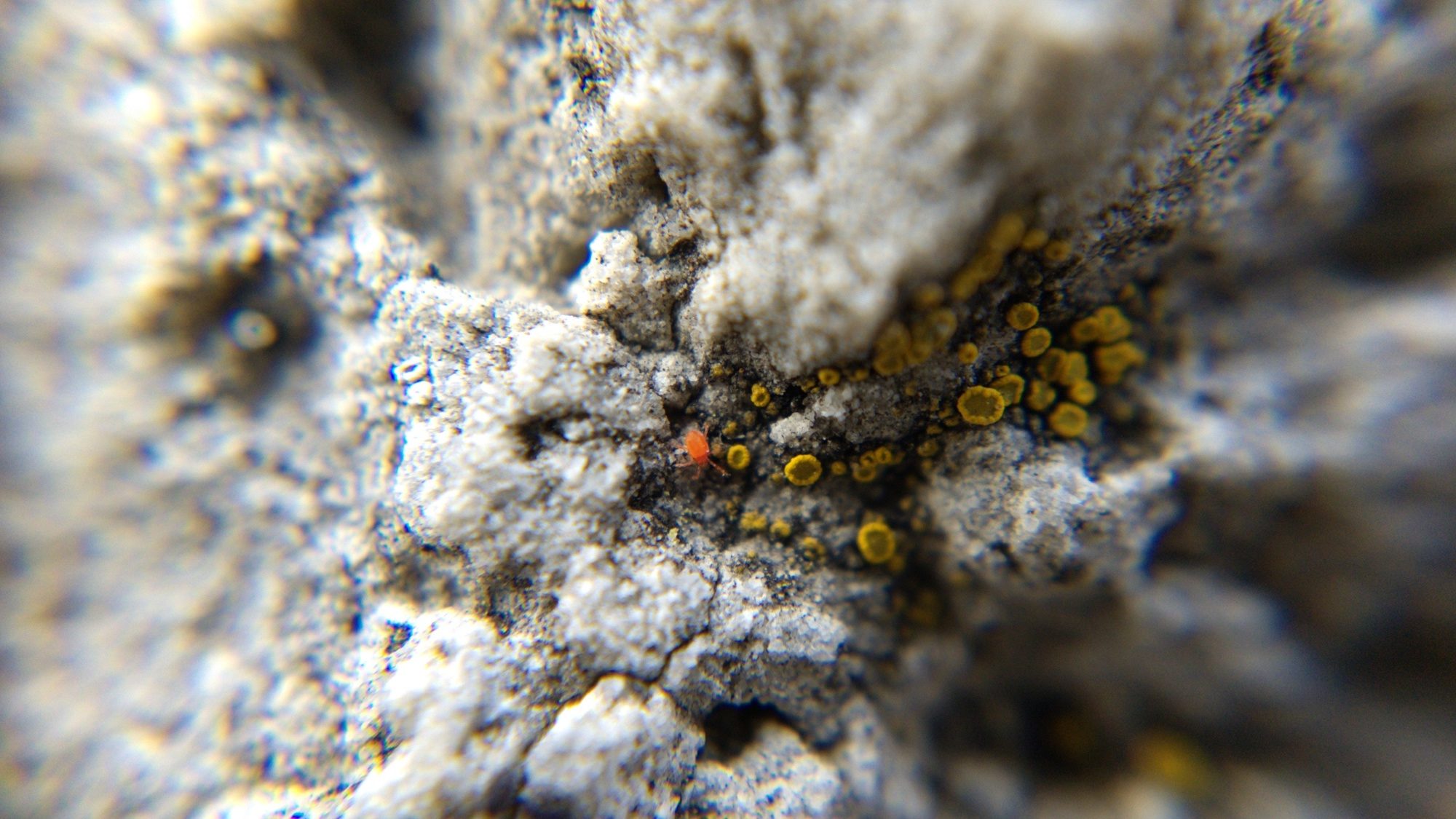 Close-up of mite on lichen-covered rock