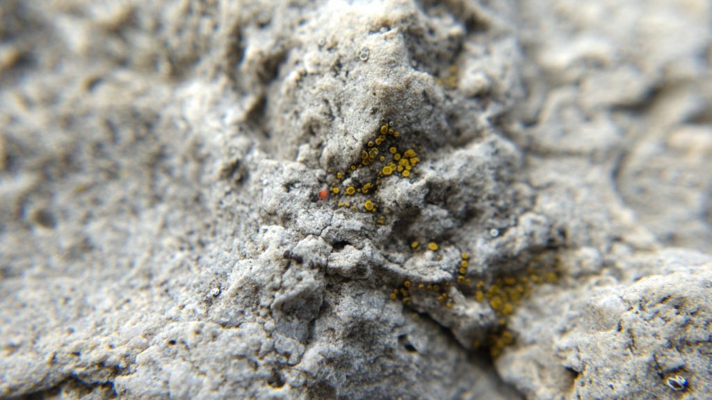 Mite on lichen-covered rock