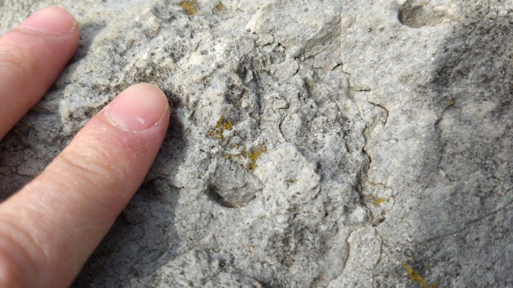 Rock with lichen and mite, finger for scale