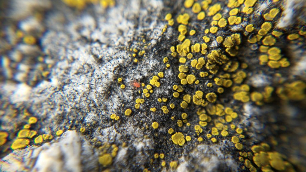 Mite on lichen-covered rock