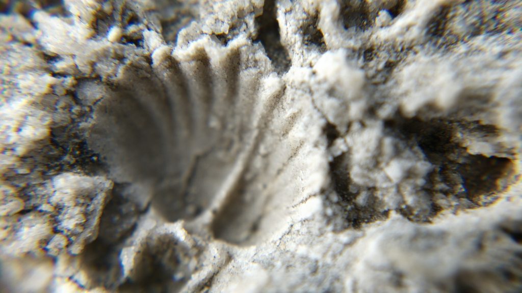 The imprint of a fossil shell in limestone