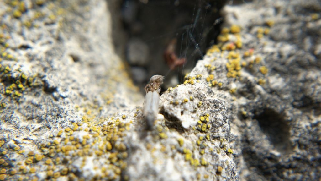 A small mesh-web weaver attempting to capture a midge