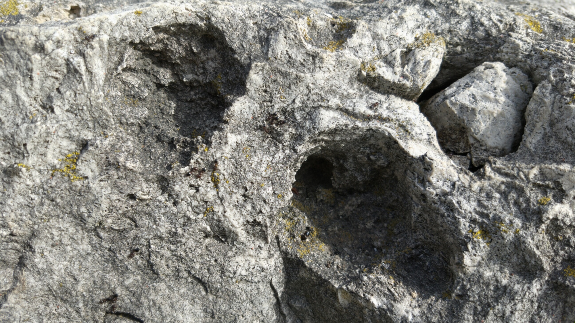 Rock with ant nest