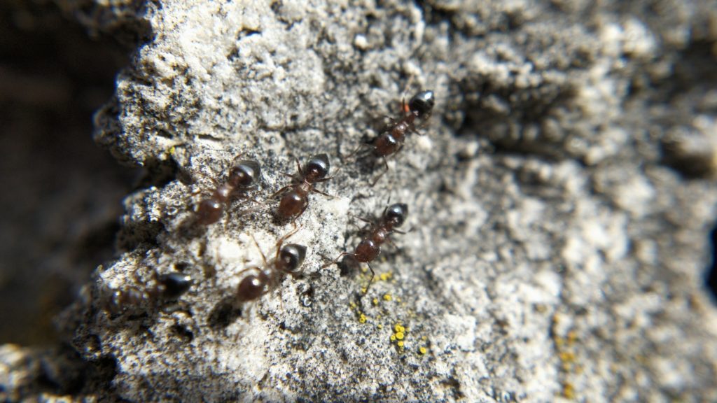 A line of Crematogaster ants