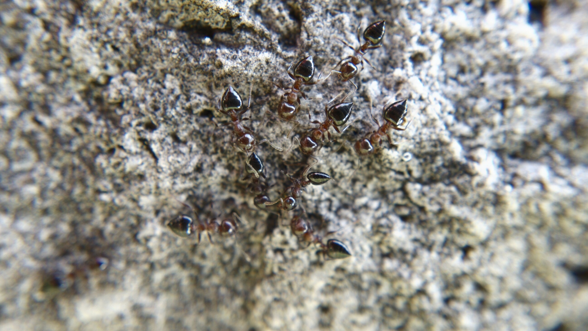 A group of Crematogaster ants