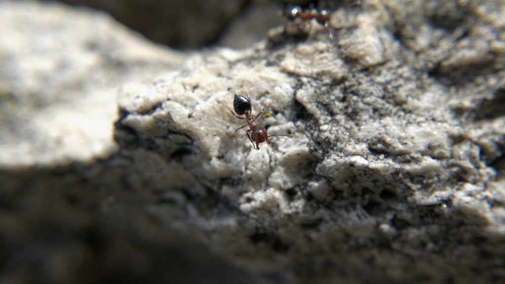 A Crematogaster ant with its jaws open