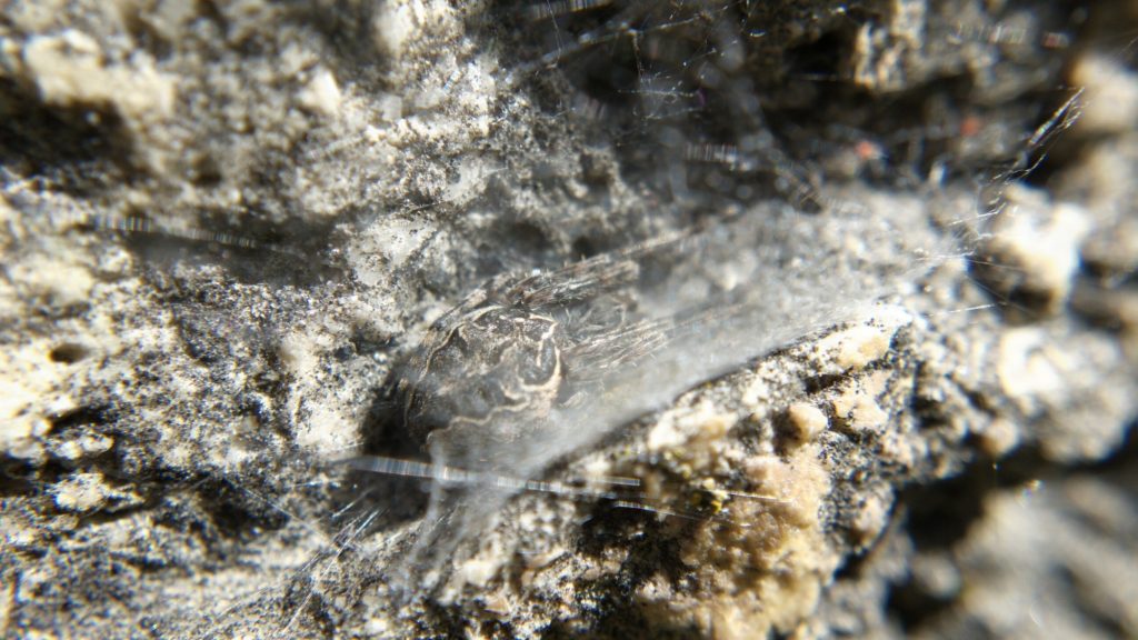 A grey orbweaver in a silk shelter.