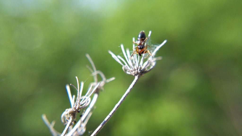 Ant-mimic jumping spider on Queen Anne's Lace