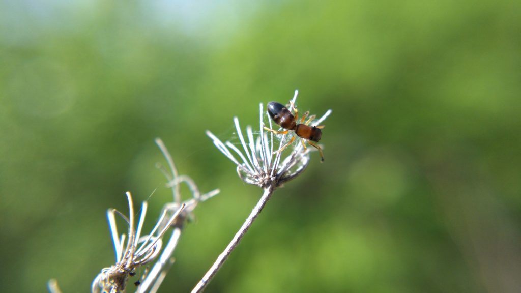 Ant-mimic jumping spider on Queen Anne's Lace, side view