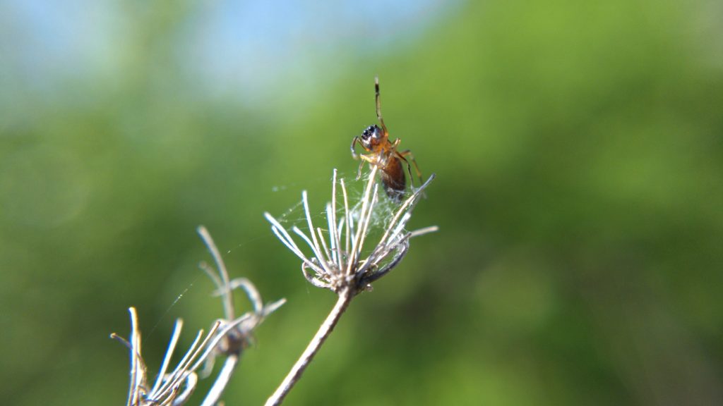 Ant-mimic jumping spider on Queen Anne's Lace, with one front leg up.