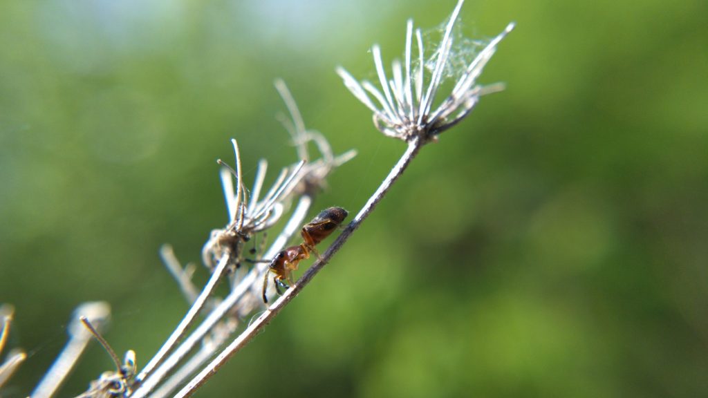 Ant-mimic jumping spider on Queen Anne's Lace, side view