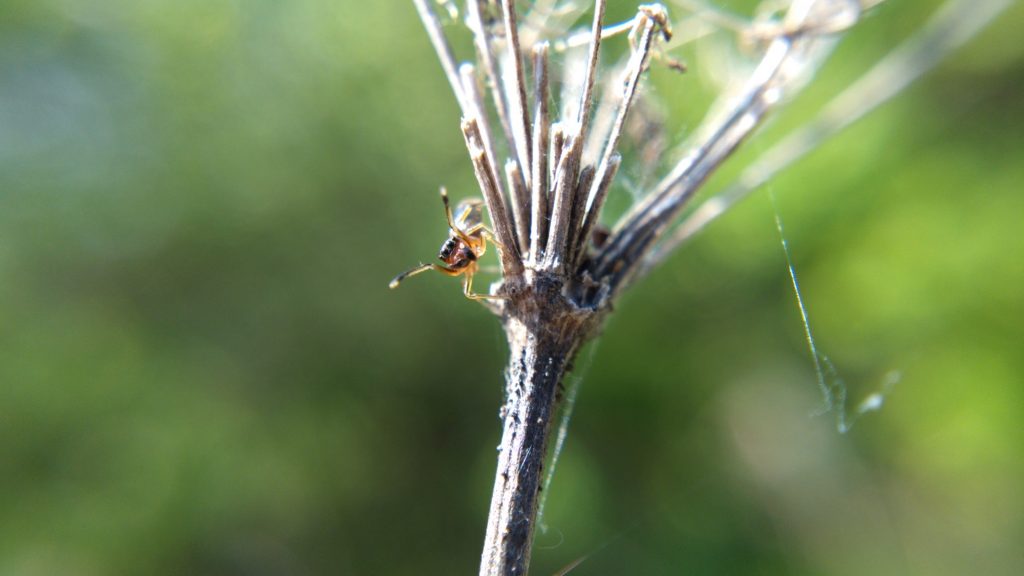 Ant-mimic jumping spider on Queen Anne's Lace, front legs held up