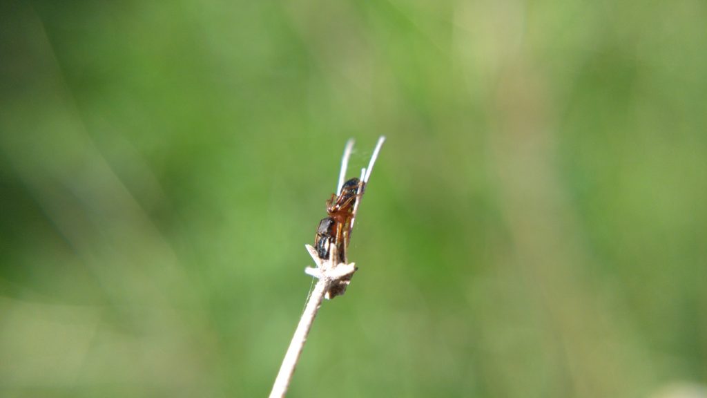 Male ant-mimic jumping spider on a plant stem