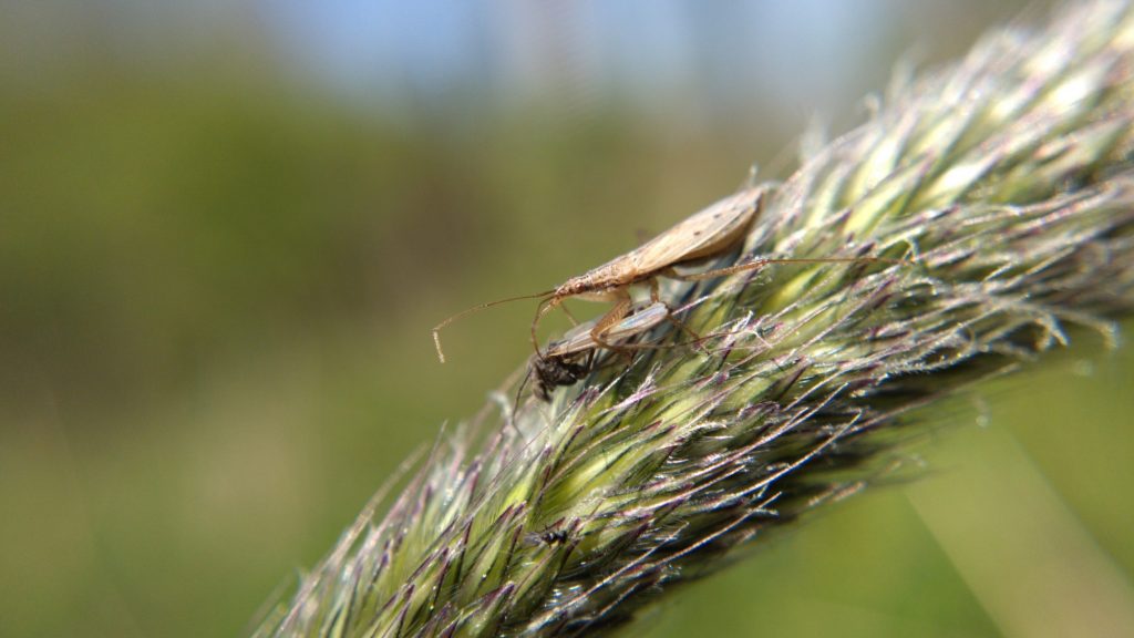 Some kind of bug preying on a fly