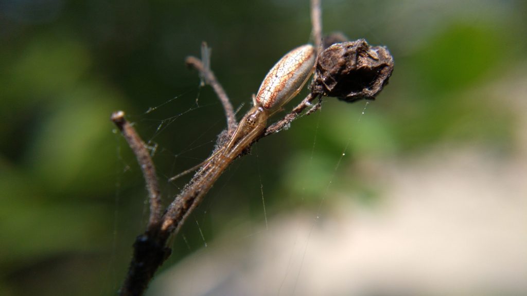 A silver-and-red long-jawed orbweaver