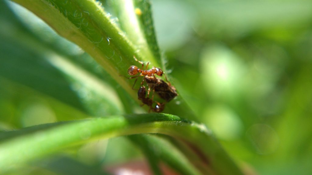 Red-brown ants on goldenrod, tending treehoppers.