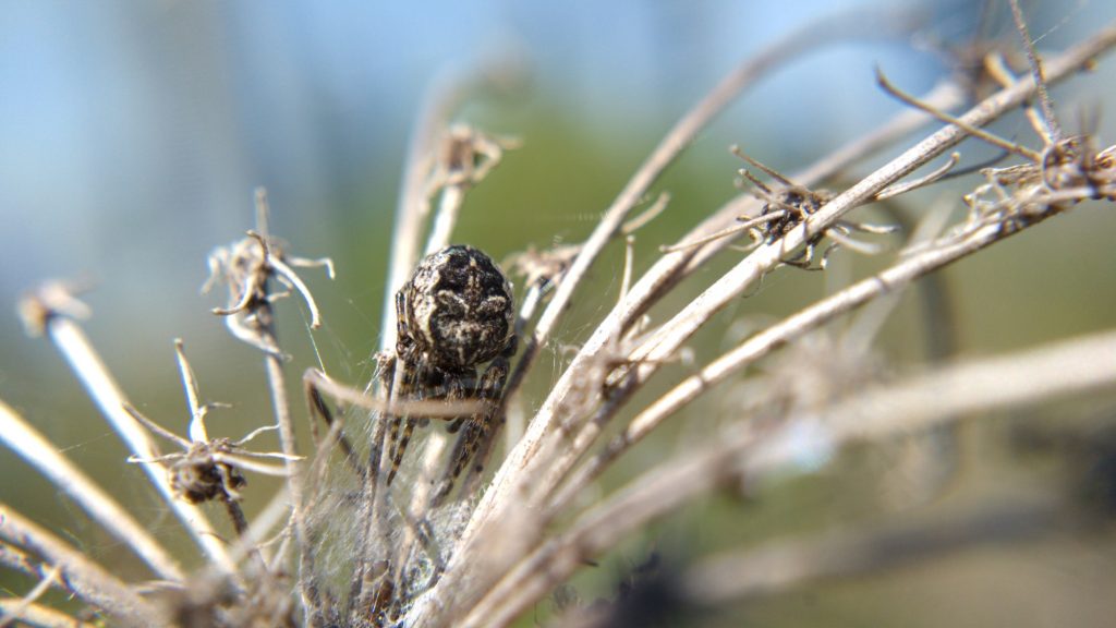 A dark orbweaver in a dead Queen Anne's Lace umbel