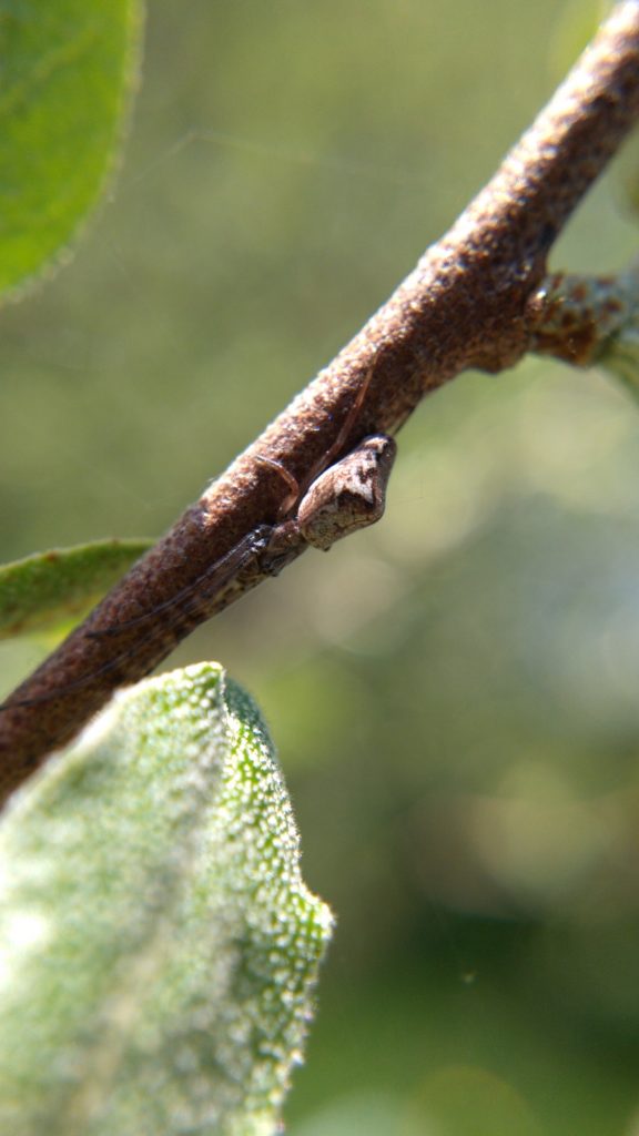 Long-jawed orbweaver on a branch