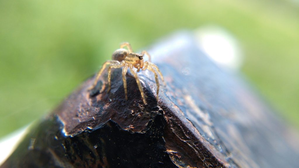 A young wolf spider preparing to balloon from the top of the bench.