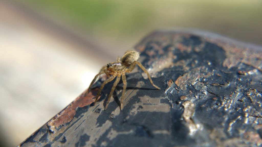 A young wolf spider preparing to balloon from the top of the bench.