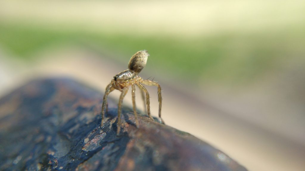 A young wolf spider preparing to balloon from the top of the bench.
