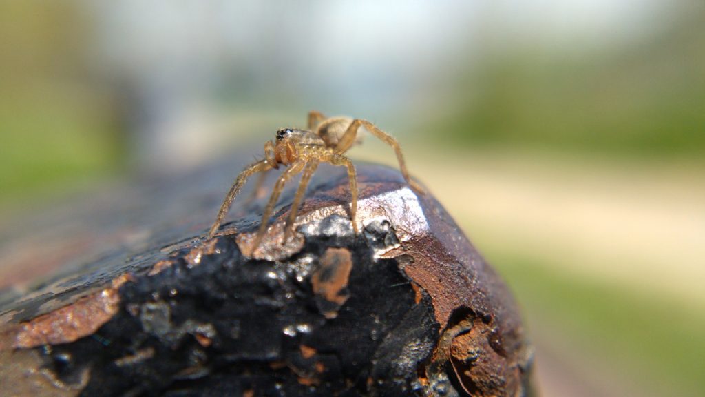 A young wolf spider preparing to balloon from the top of the bench.
