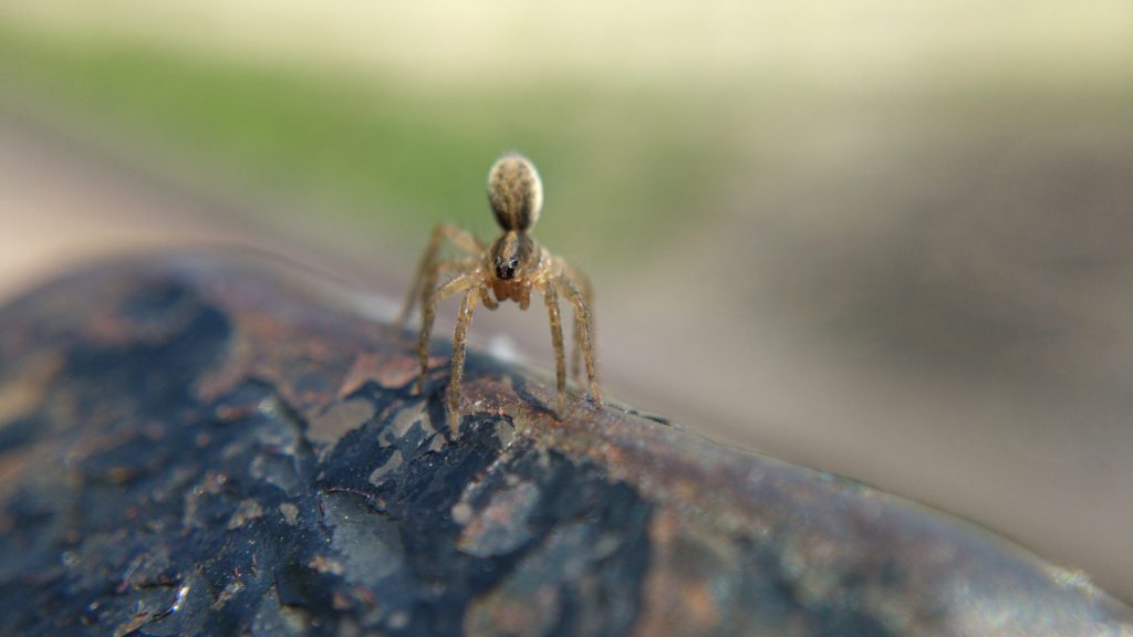 A young wolf spider preparing to balloon from the top of the bench.