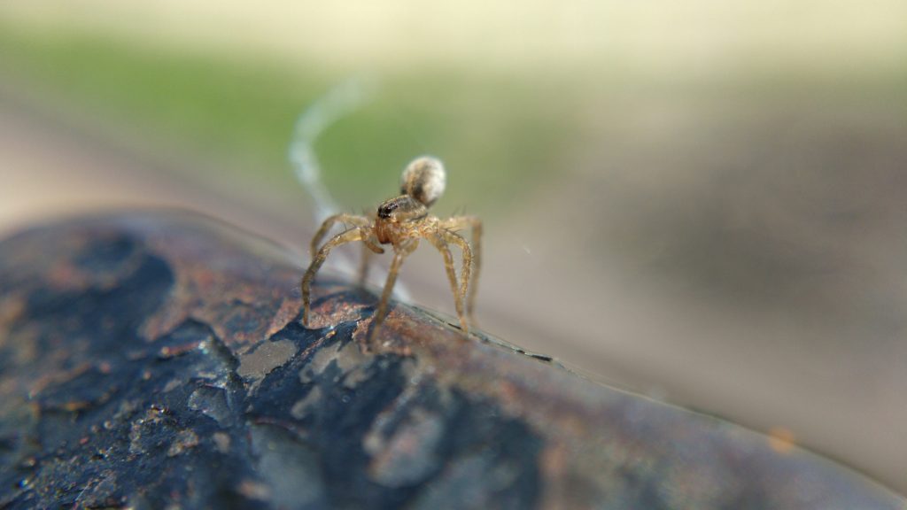 A young wolf spider preparing to balloon from the top of the bench.