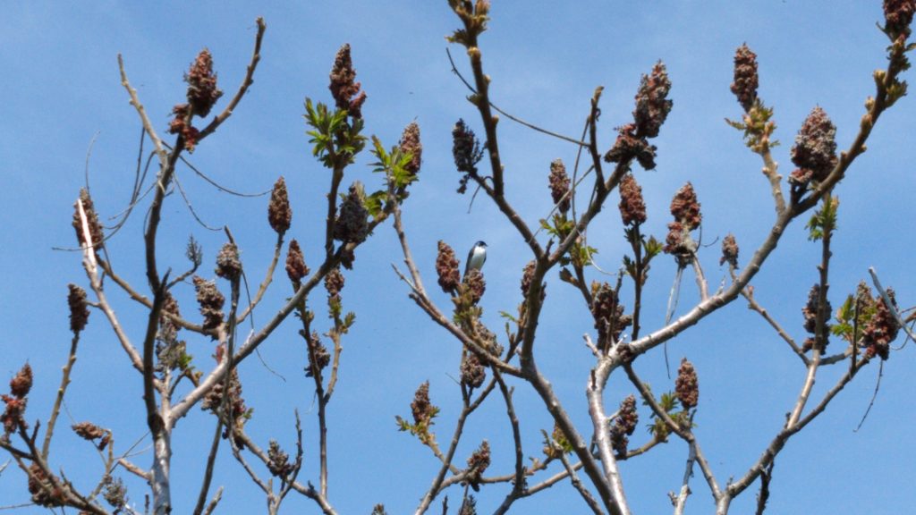 A white, blue, and black bird in staghorn sumac
