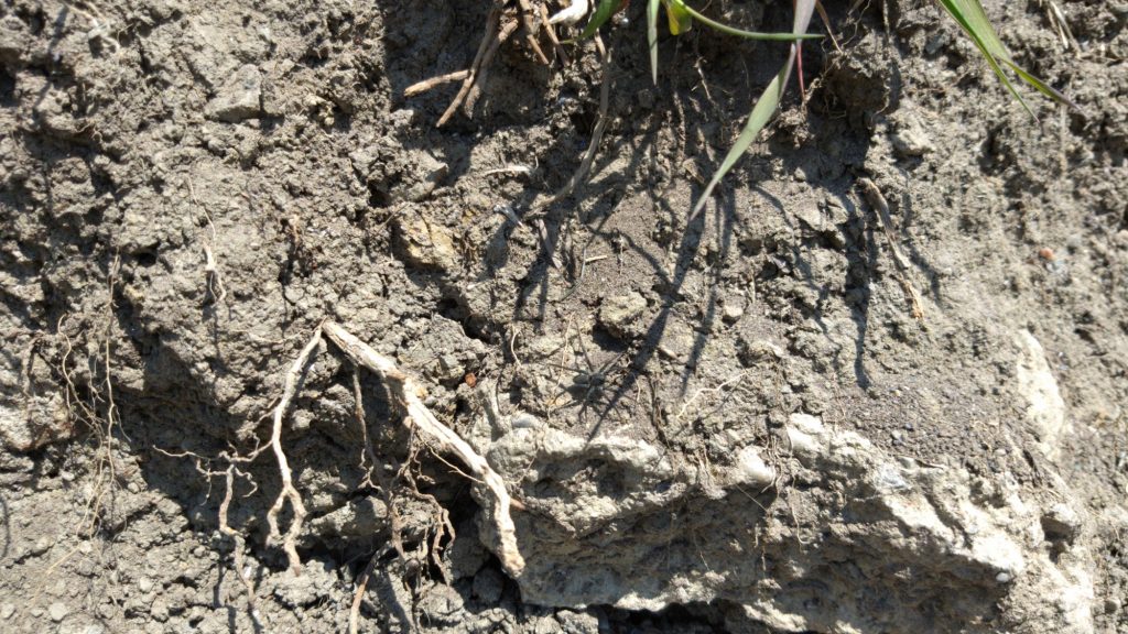 A small dark wolf spider on a dirt bank