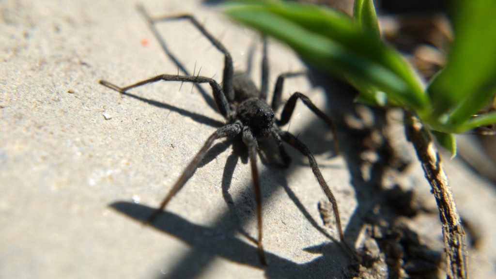 P. lapidicina, 3/4 view
