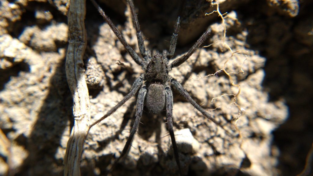 P. lapidicina, dorsal view