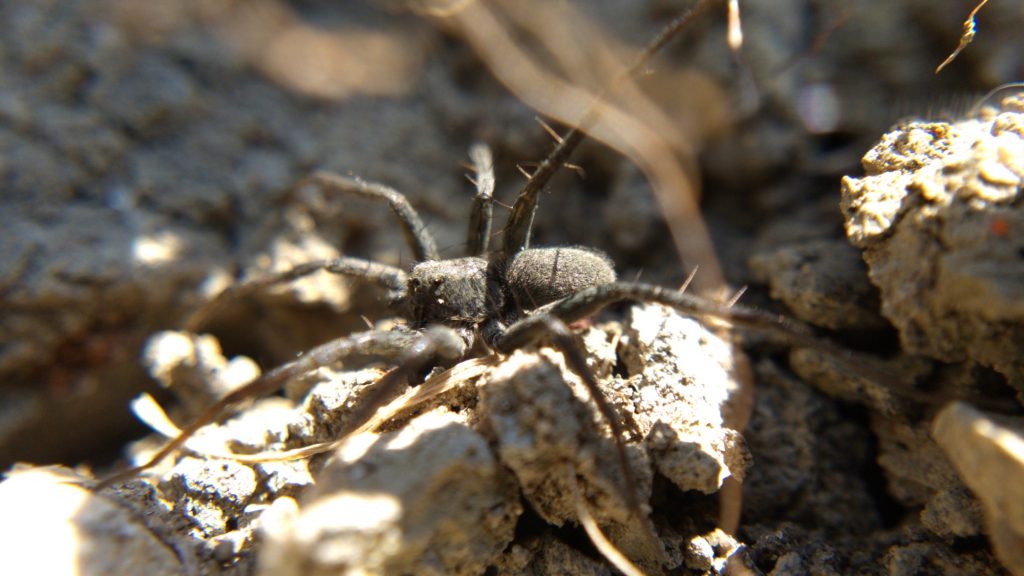 P. lapidicina, side view
