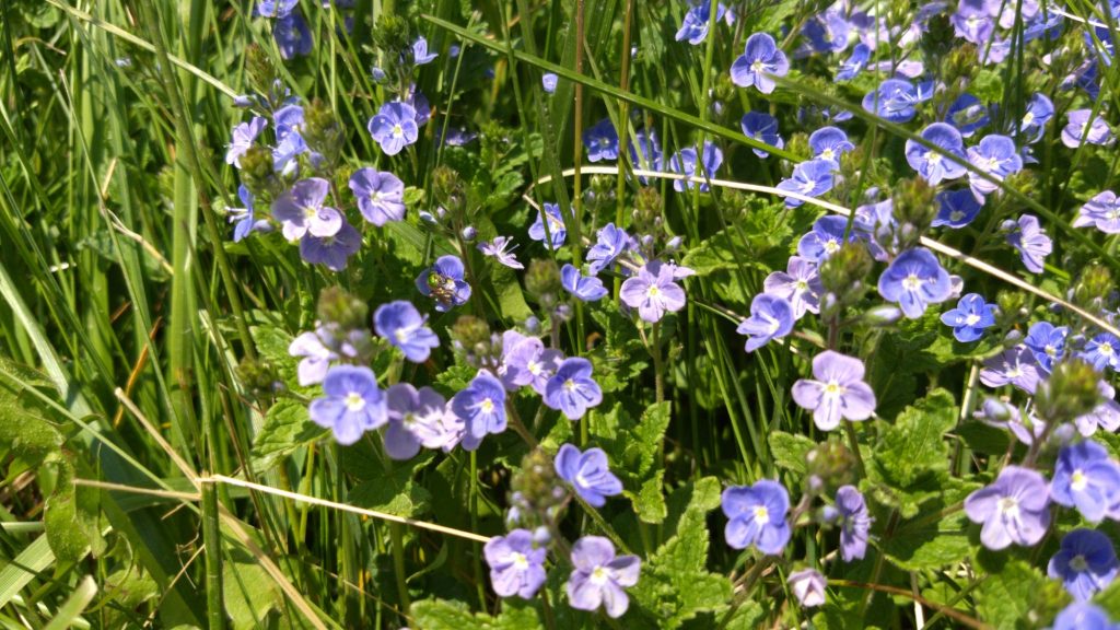 A patch of small purple flowers