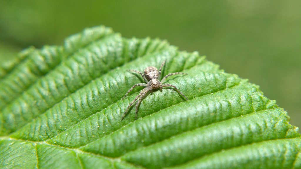 Small white running crab spider on leaf